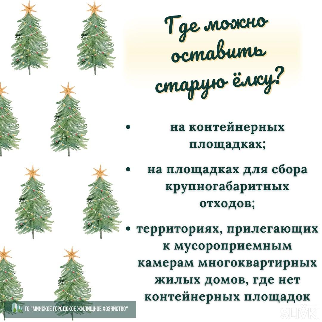 Что делать с елкой? Узнали, как экологично избавиться от новогодних  деревьев!